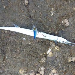 ダツ～！　に始まりヤズ・ネリゴ。